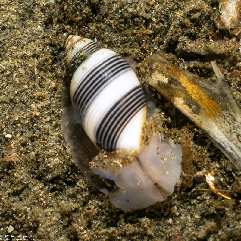 Rictaxis punctocaelatus (Striped Barrel Shell)