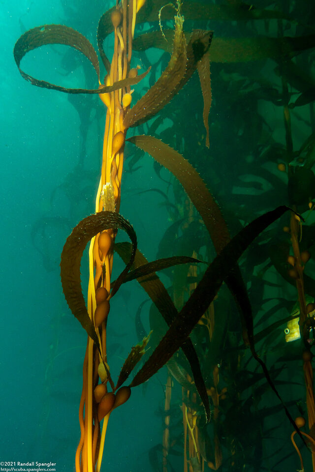 Macrocystis pyrifera (Giant Kelp)