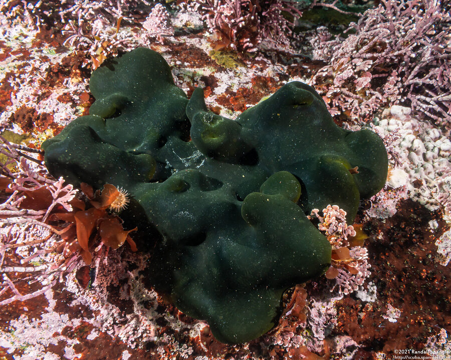Codium setchellii (Smooth Spongy Cushion)