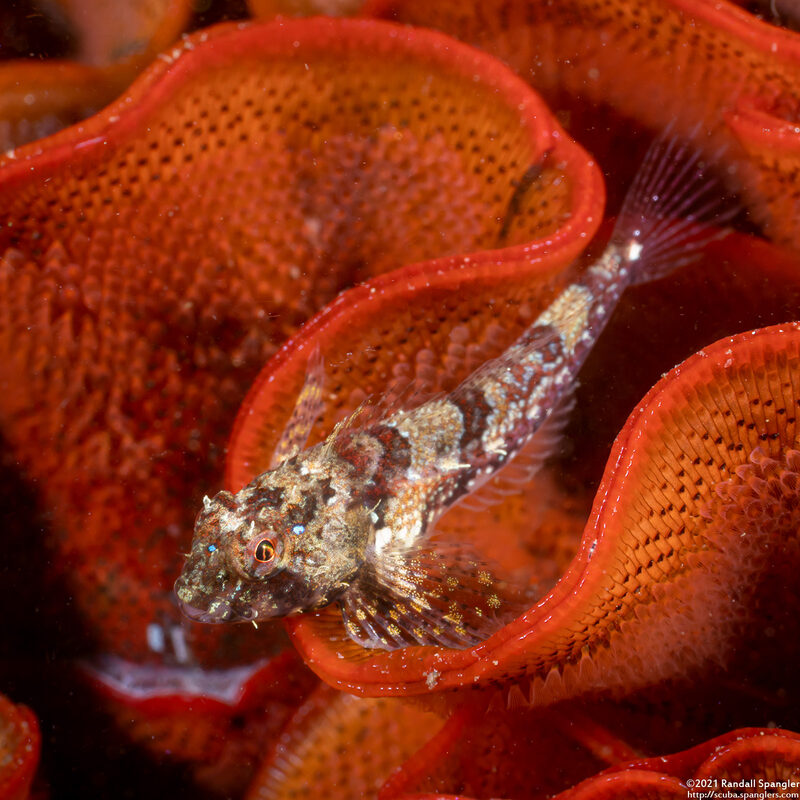 Orthonopias triacis (Snubnose Sculpin)