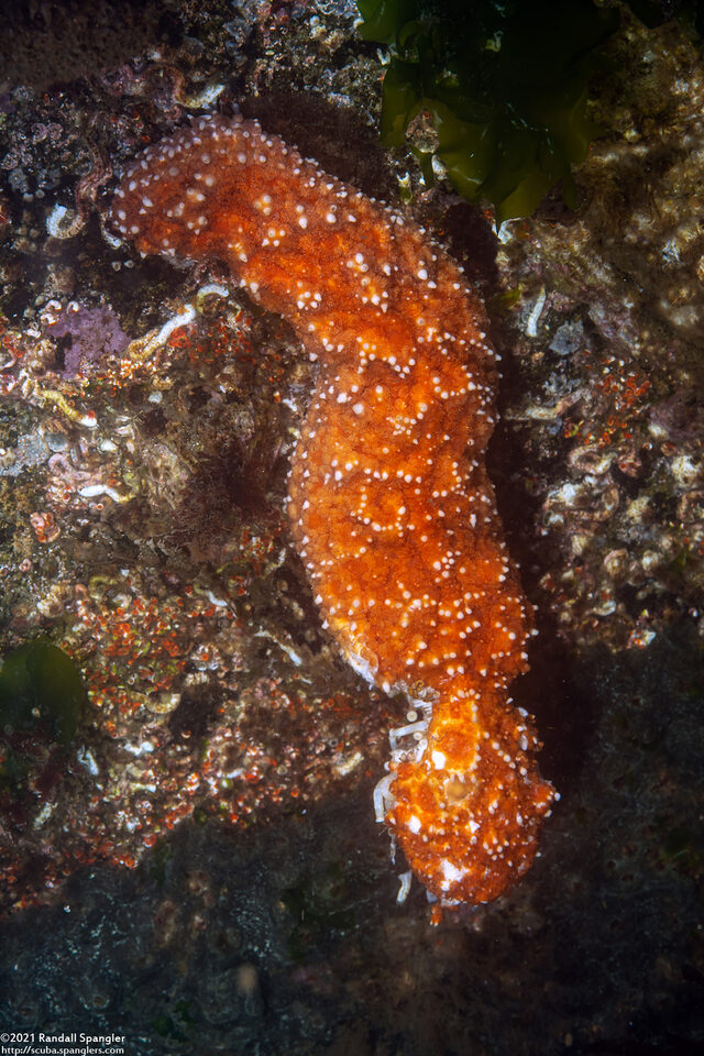 Pisaster ochraceus (Ochre Star); Detached arm
