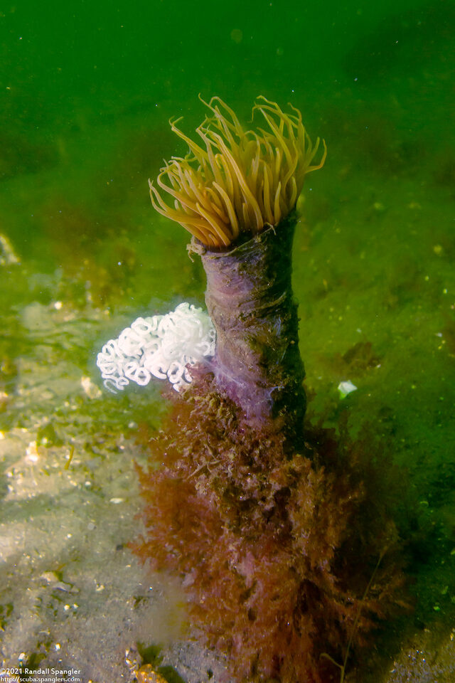 Dendronotus iris (Rainbow Dendronotus); Eggs on a tube-dwelling anemone
