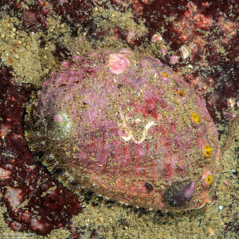 Haliotis walallensis (Flat Abalone)