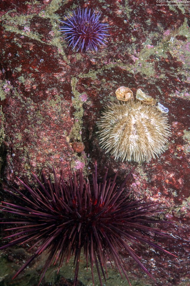 Lytechinus pictus (White Sea Urchin)