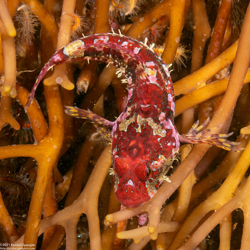 Artedius corallinus (Coralline Sculpin)