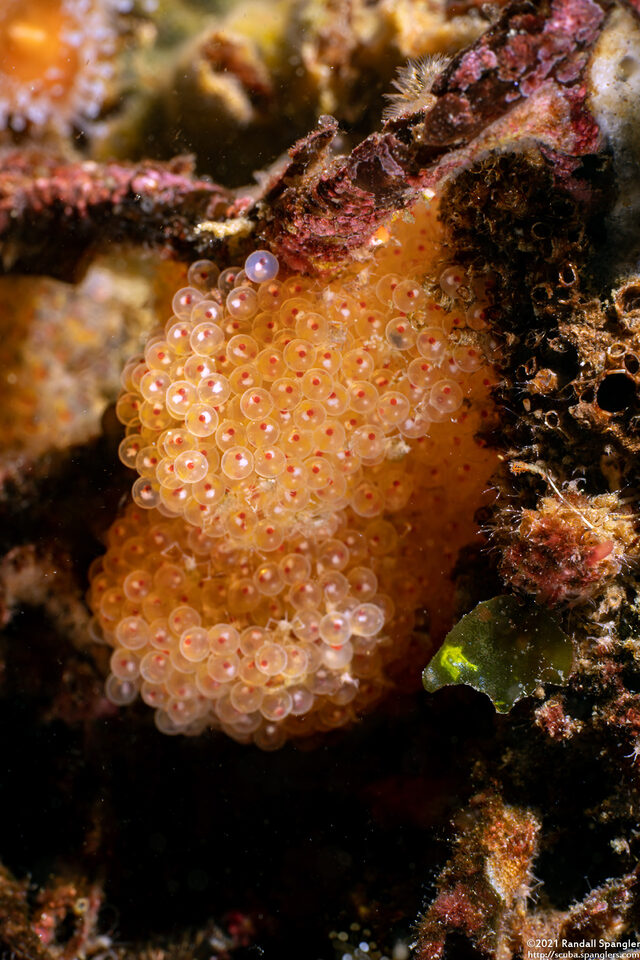 Oxylebius pictus (Painted Greenling)