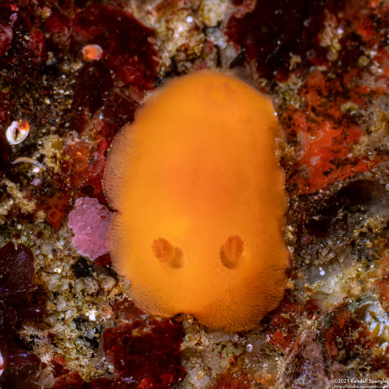 Rostanga pulchra (Red Sponge Dorid)