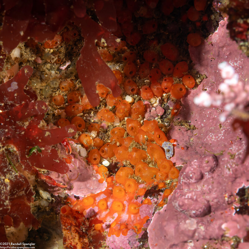 Metandrocarpa taylori (Metandrocarpa Taylori)