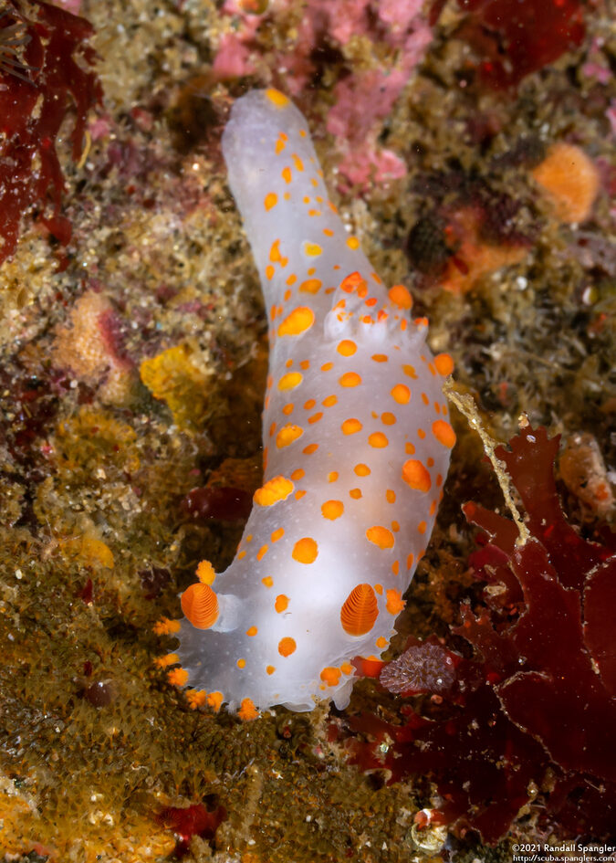 Triopha catalinae (Catalina Triopha)