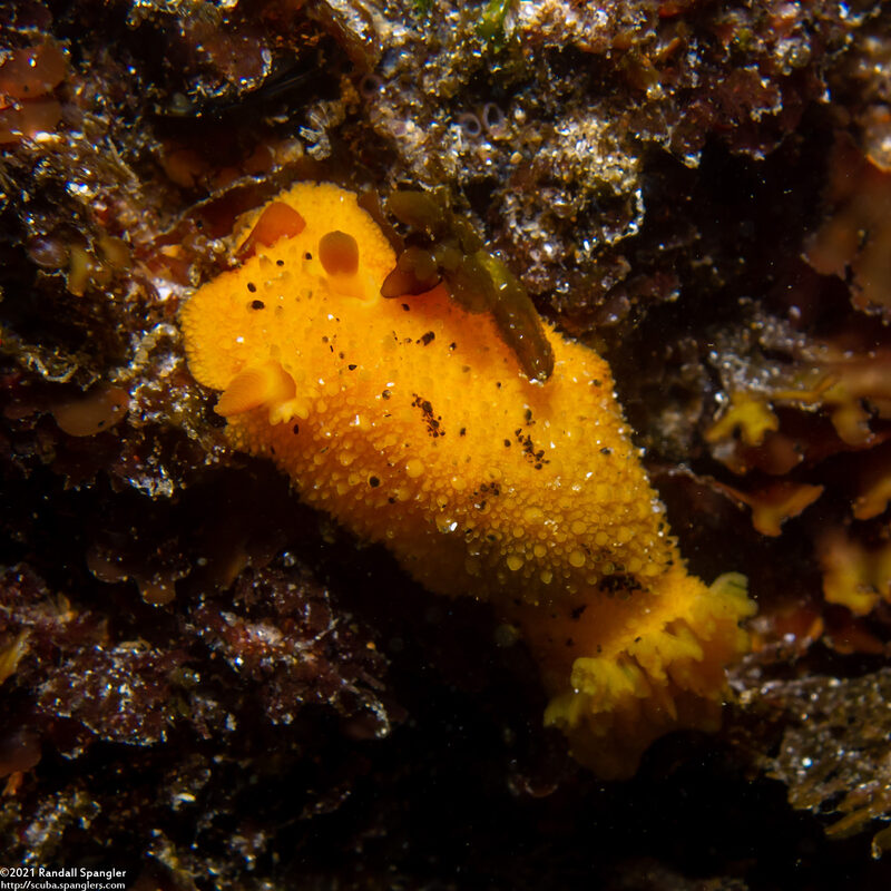 Doris montereyensis (Monterey Dorid)
