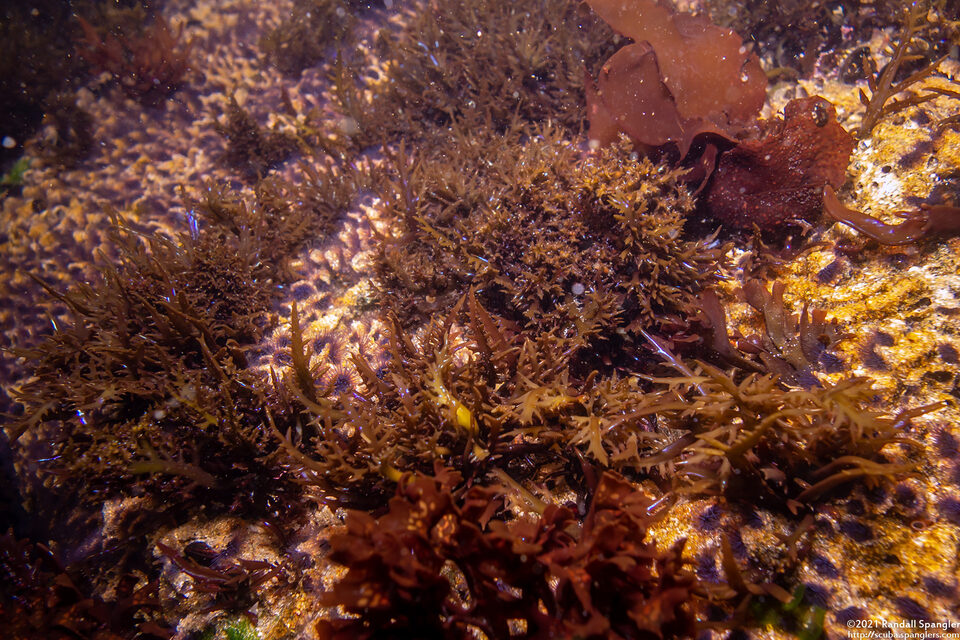 Chondracanthus canaliculatus (Lawn Alga)