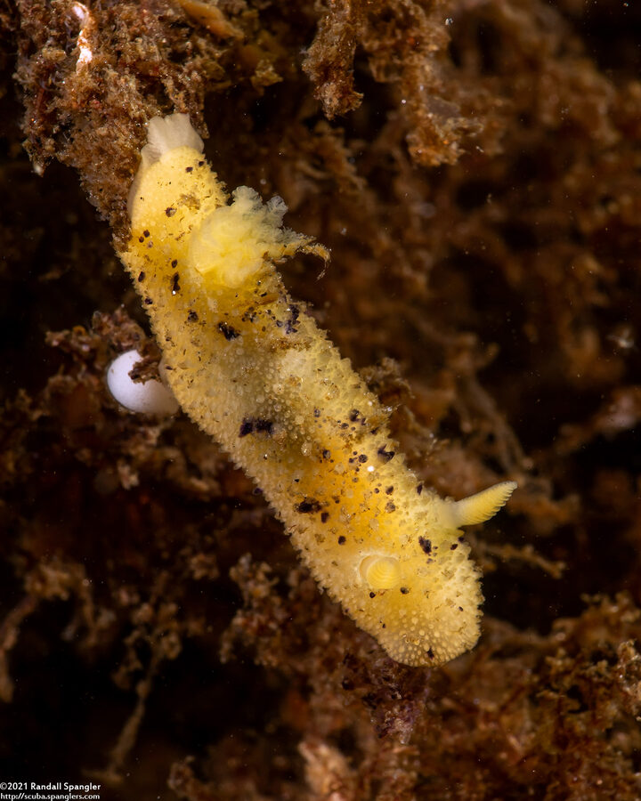 Doris montereyensis (Monterey Dorid)