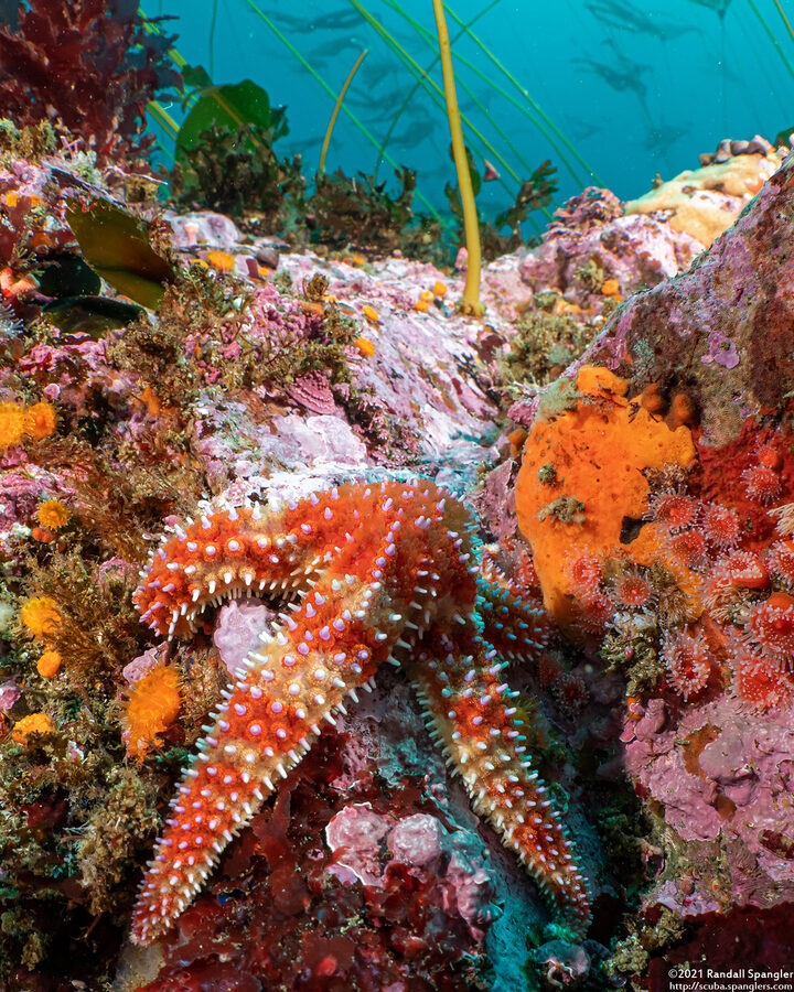 Orthasterias koehleri (Rainbow Star)