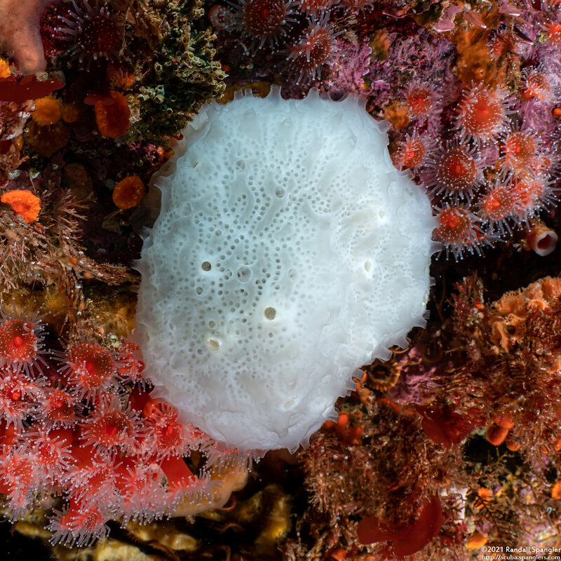 Aplidium californicum (Sea Pork)