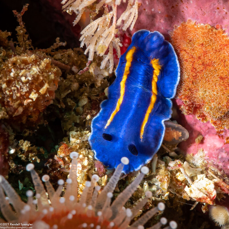 Felimare porterae (Porter's Chromodorid)