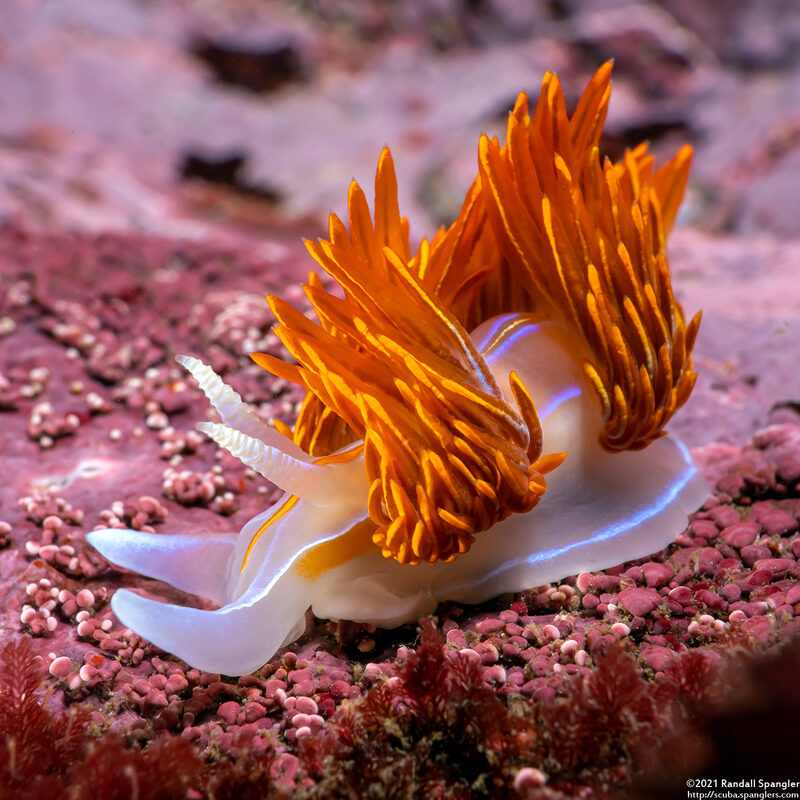 Hermissenda crassicornis (Hermissenda Crassicornis)