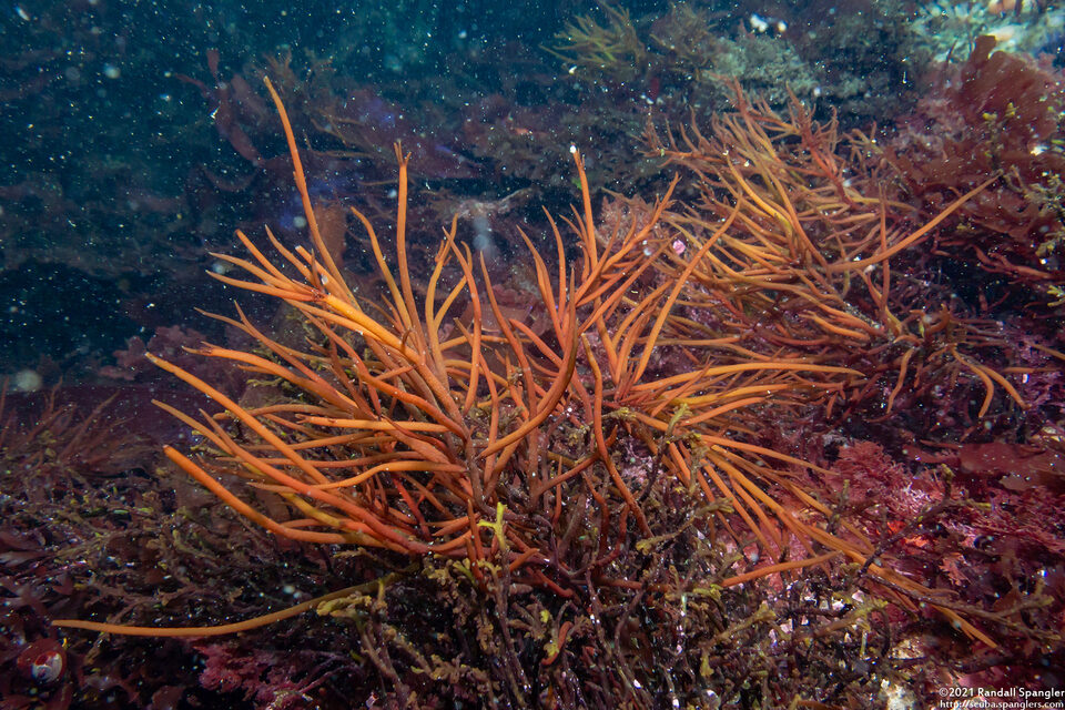 Sarcodiotheca gaudichaudii (Sarcodiotheca Gaudichaudii)