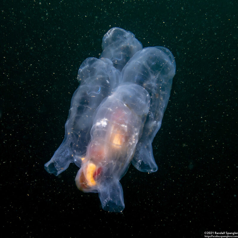 Thetys vagina (Pelagic Tunicate)