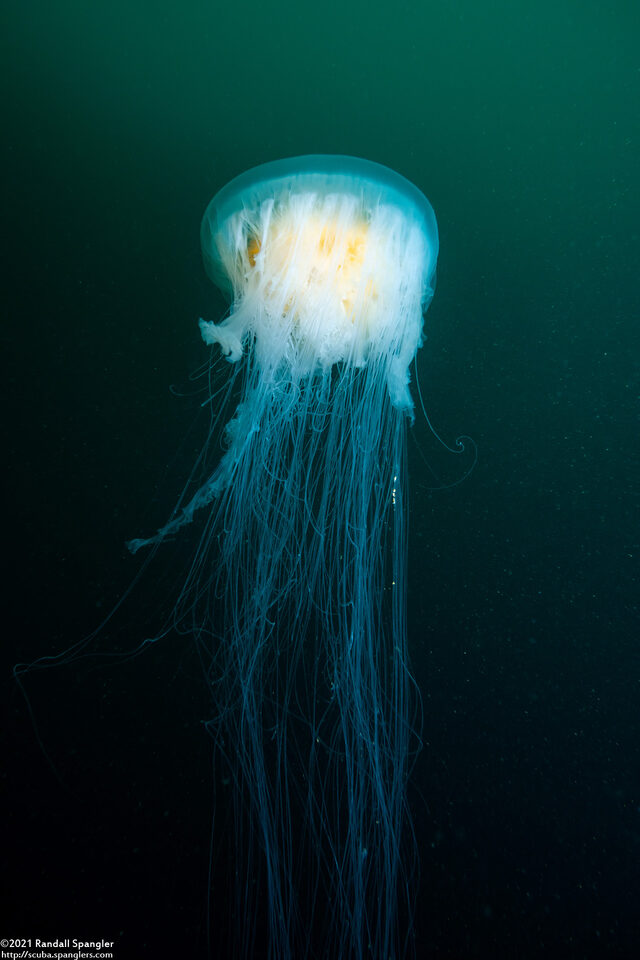 Phacellophora camtschatica (Egg-Yolk Jelly)