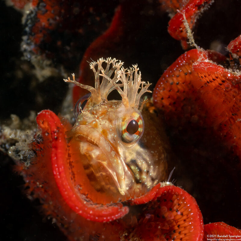 Neoclinus stephensae (Yellowfin Fringehead)