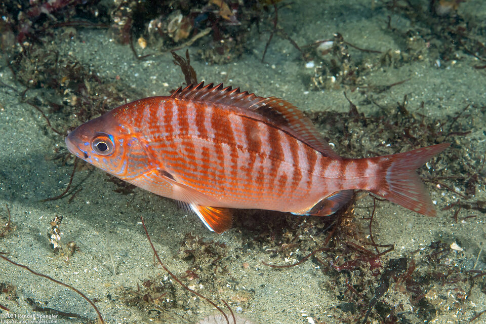 Hypsurus caryi (Rainbow Seaperch)