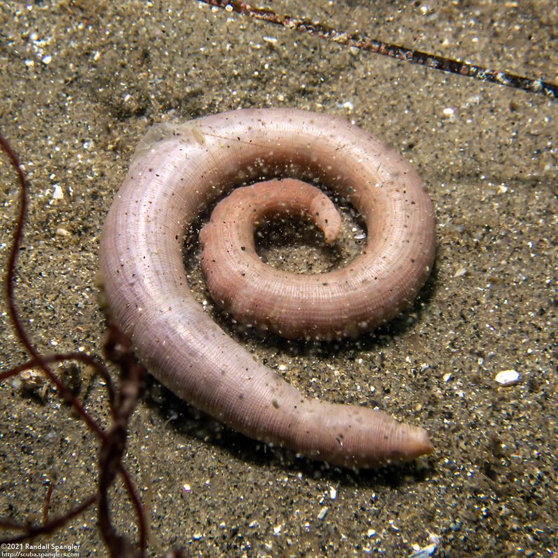 Siphonosoma ingens (Siphonosoma ingens)