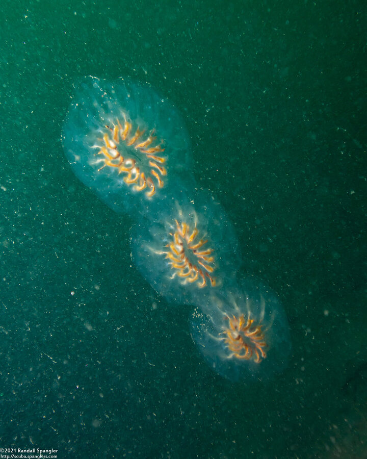 Cyclosalpa affinis (Cyclosalpa Affins)