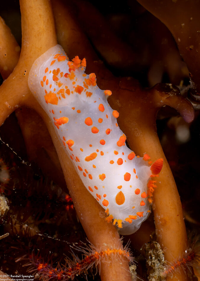 Triopha catalinae (Catalina Triopha)