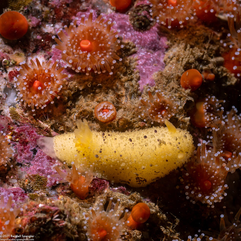 Doris montereyensis (Monterey Dorid)