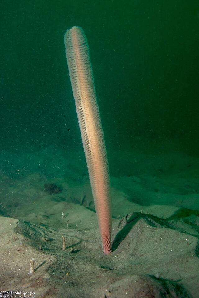 Stylatula elongata (White Sea Pen)