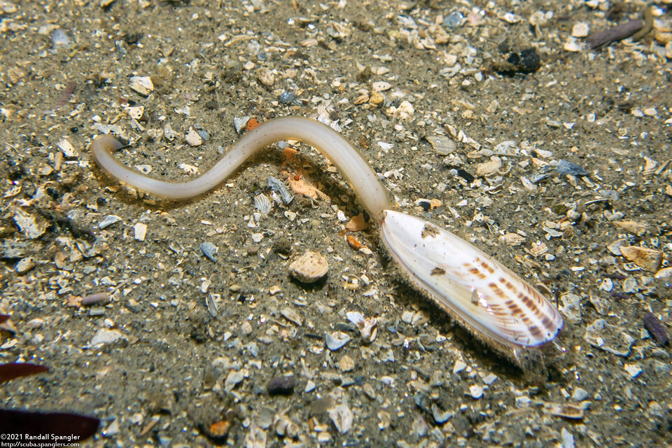 Glottidia albida (Stalked Brachiopod)