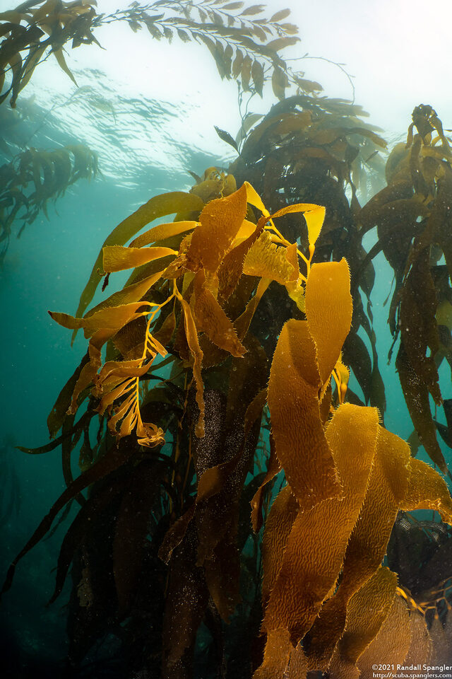 Macrocystis pyrifera (Giant Kelp)