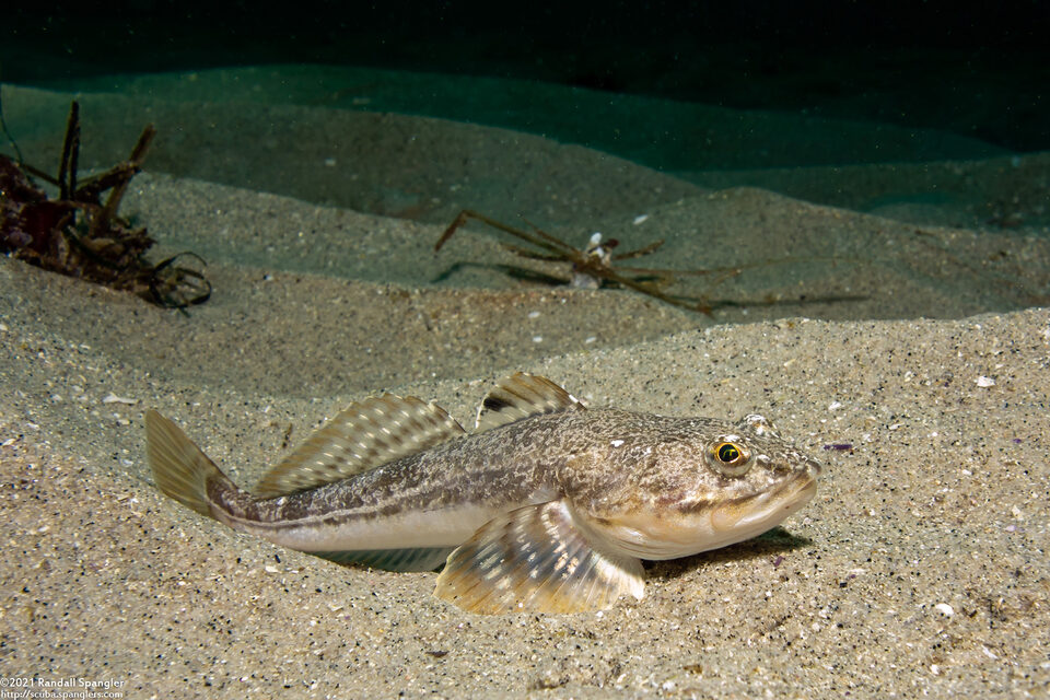 Leptocottus armatus (Pacific Staghorn Sculpin)