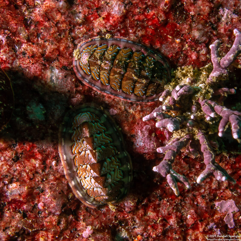 Tonicella lokii (Flame Lined Chiton)