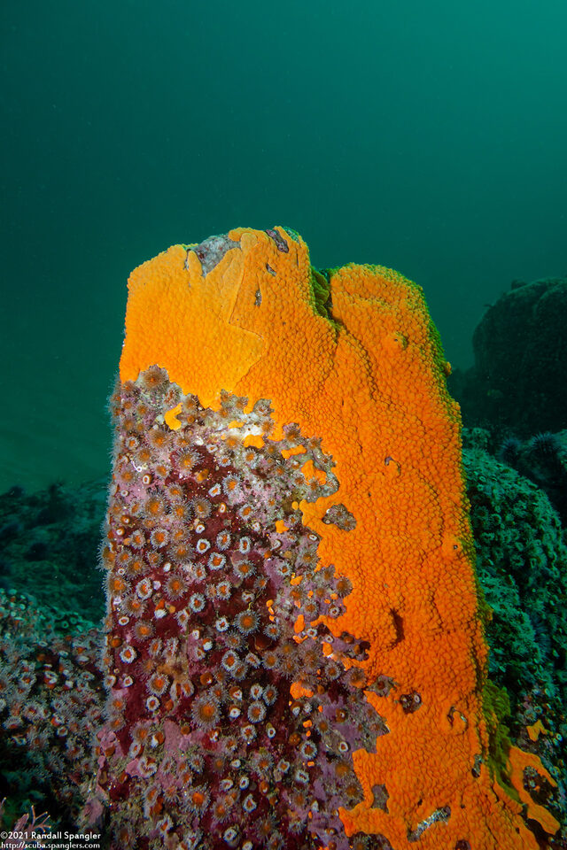 Didemnum carnulentum (Didemnum Carnulentum)