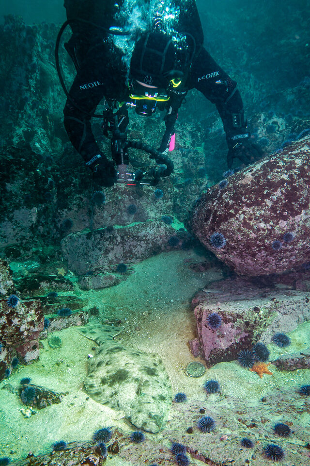 Paralichthys californicus (California Halibut); With diver for scale