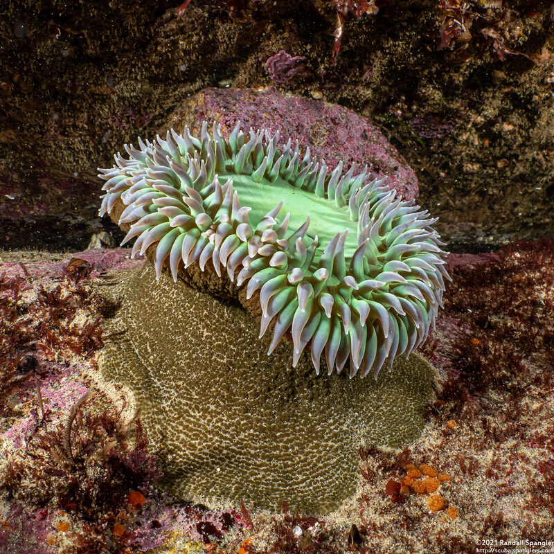 Anthopleura xanthogrammica (Giant Green Anemone)