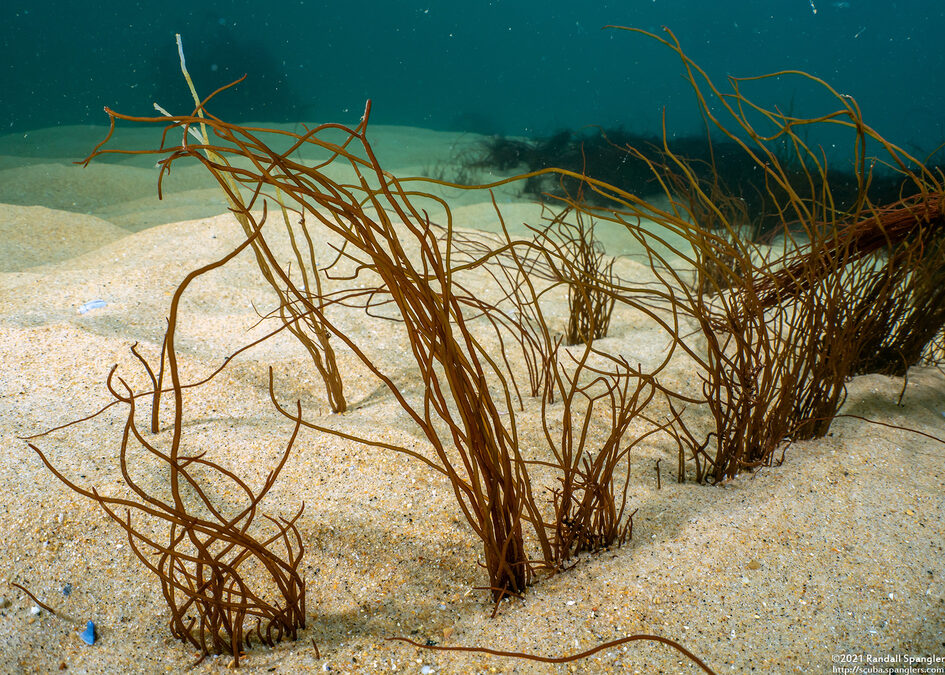 Gracilaria pacifica (Red Spaghetti)