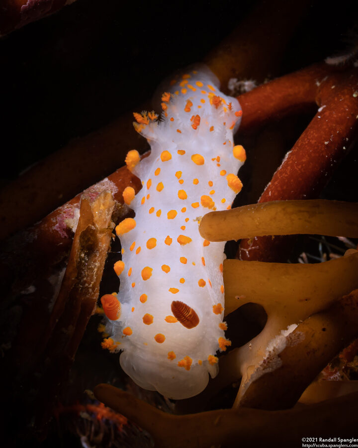 Triopha catalinae (Catalina Triopha)