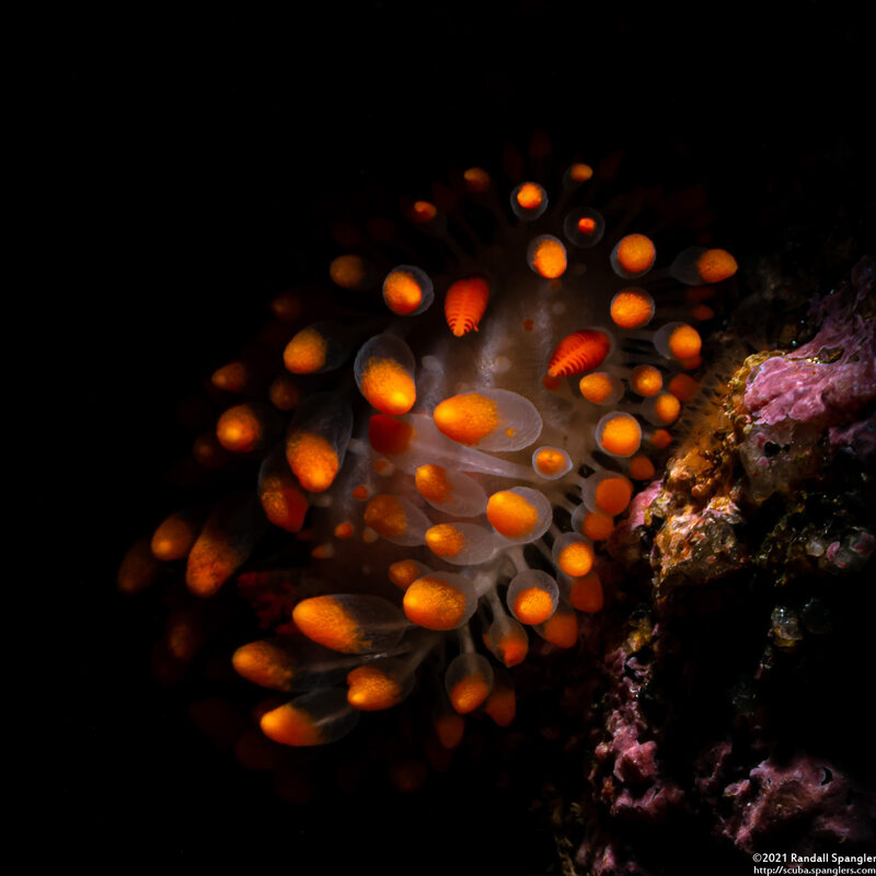 Limacia cockerelli (Cockerell's Dorid)