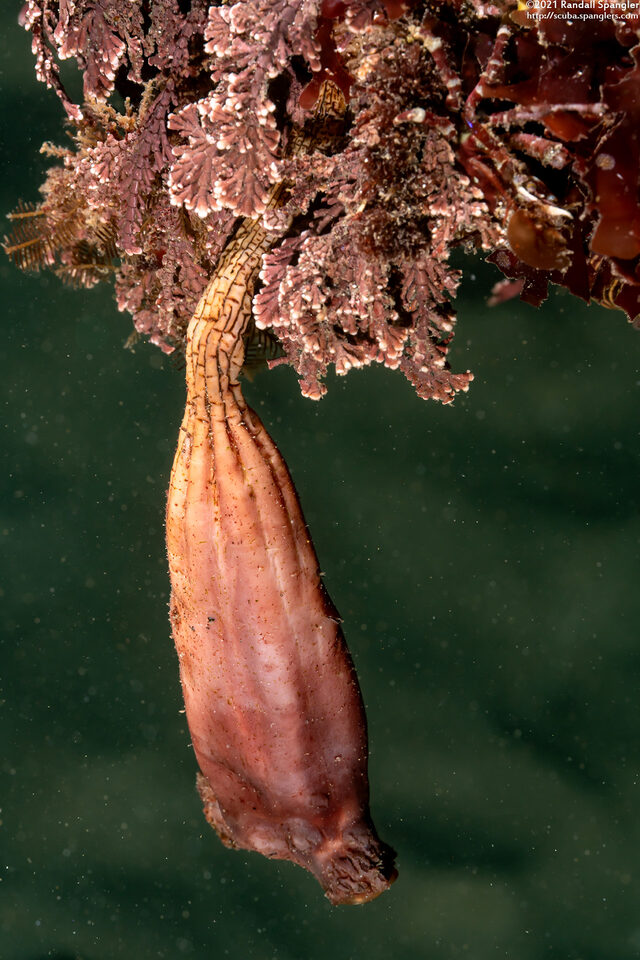 Styela montereyensis (Stalked Tunicate)