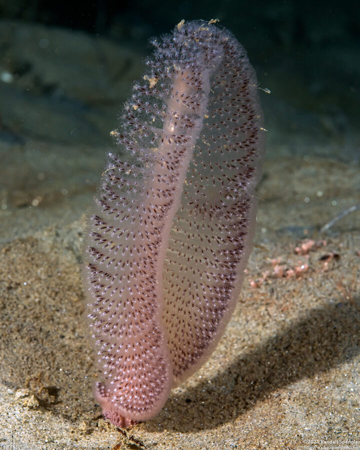 Virgularia sp.4 (Virgularia sp.4)