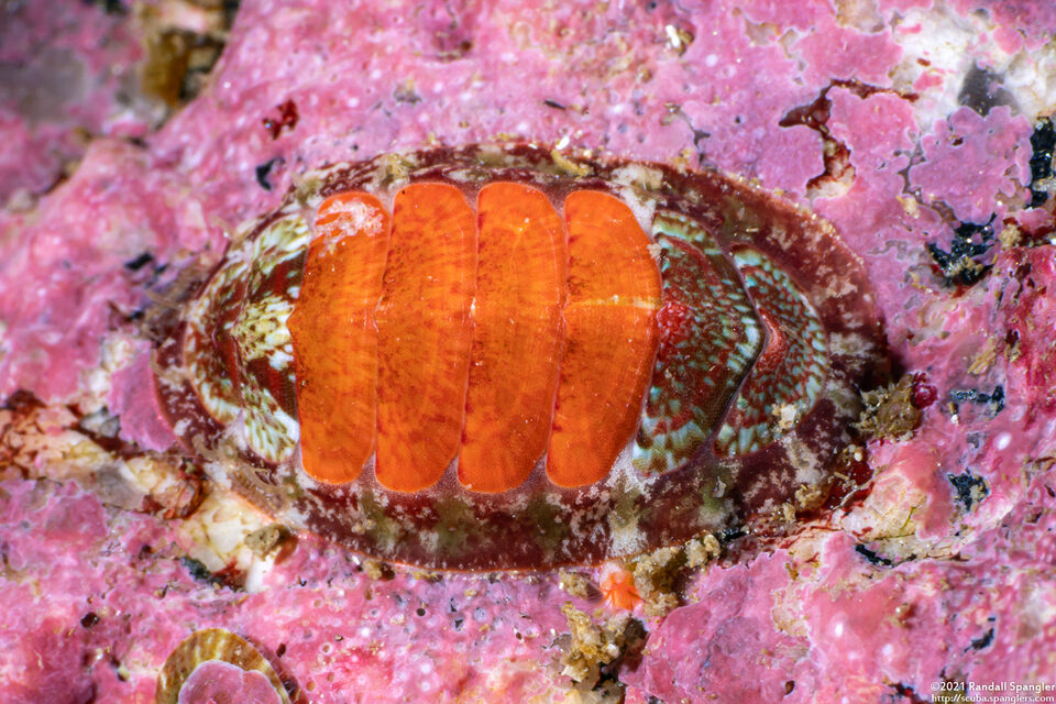 Dendrochiton flectens (Painted Dendrochiton)