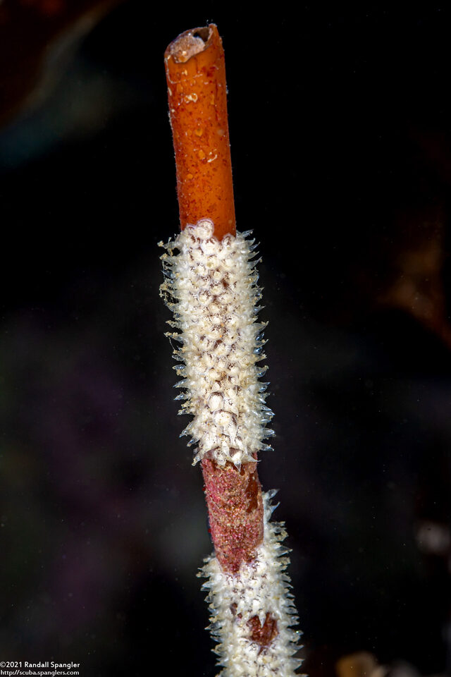 Amphissa versicolor (Variegate Amphissa)
