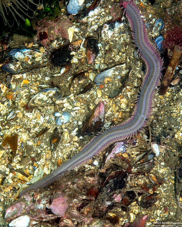 Glycera robusta (Bloodworm)