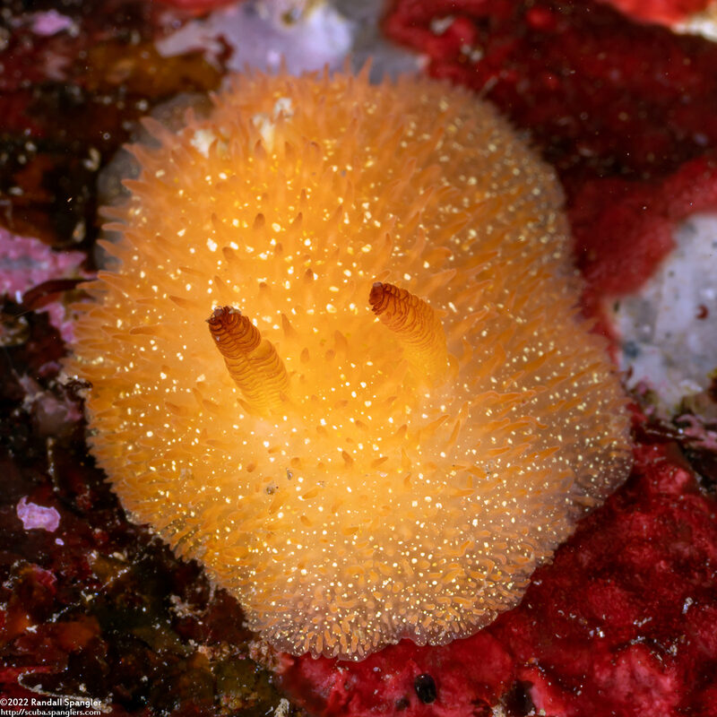Acanthodoris lutea (Yellow Horned Dorid)