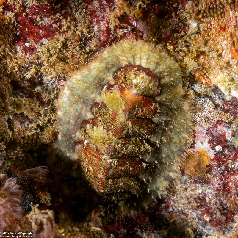 Mopalia spectabilis (Red-Flecked Mopalia)