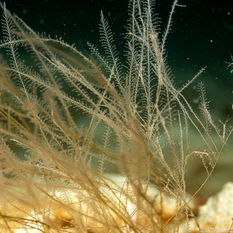 Plumularia sp.1 (Plumularia sp.1)
