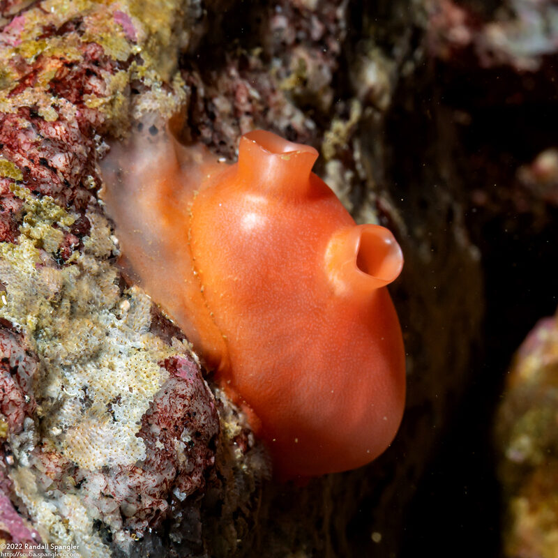 Cnemidocarpa finmarkiensis (Shiny Orange Sea Squirt)