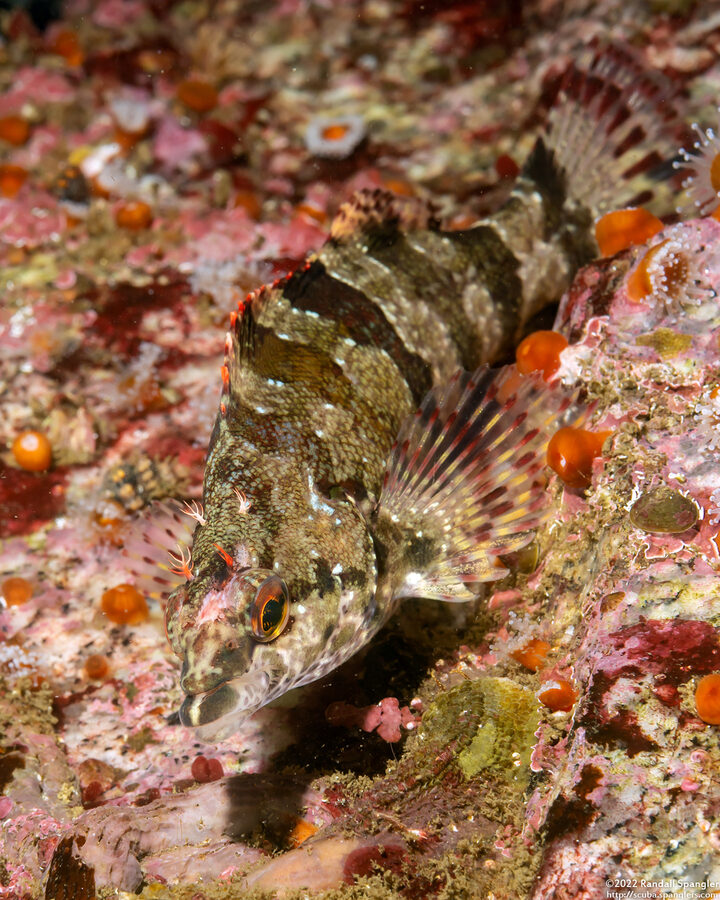Oxylebius pictus (Painted Greenling)